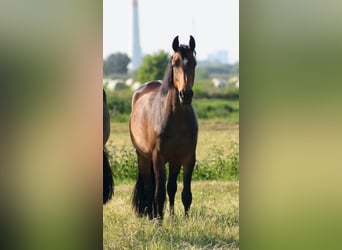 Deutsches Reitpferd, Stute, 3 Jahre, 162 cm, Brauner