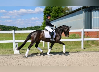 Deutsches Reitpferd, Stute, 3 Jahre, 163 cm, Brauner