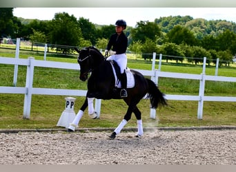 Deutsches Reitpferd, Stute, 3 Jahre, 163 cm, Brauner