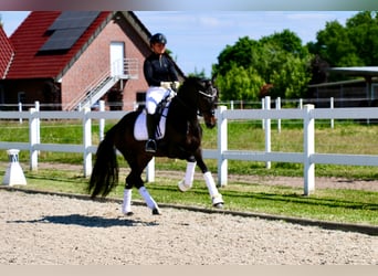 Deutsches Reitpferd, Stute, 3 Jahre, 163 cm, Brauner
