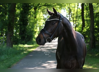 Deutsches Reitpferd, Stute, 3 Jahre, 163 cm, Brauner