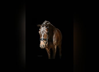 Deutsches Reitpferd, Stute, 3 Jahre, 163 cm, Brauner