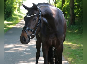 Deutsches Reitpferd, Stute, 3 Jahre, 163 cm, Brauner