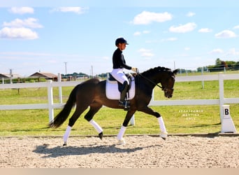 Deutsches Reitpferd, Stute, 3 Jahre, 163 cm, Brauner