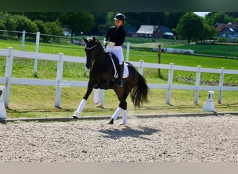 Deutsches Reitpferd, Stute, 3 Jahre, 163 cm, Brauner