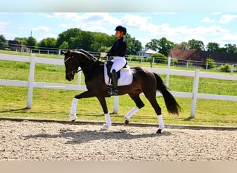 Deutsches Reitpferd, Stute, 3 Jahre, 163 cm, Brauner
