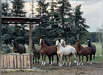 Deutsches Reitpferd, Stute, 3 Jahre, 163 cm, Palomino