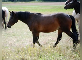 Deutsches Reitpferd, Stute, 3 Jahre, 164 cm, Brauner