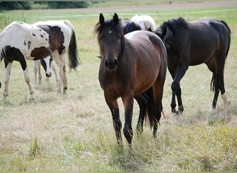Deutsches Reitpferd, Stute, 3 Jahre, 164 cm, Brauner
