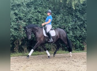 Deutsches Reitpferd, Stute, 3 Jahre, 164 cm, Rappe