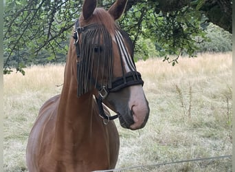 Deutsches Reitpferd, Stute, 3 Jahre, 165 cm, Fuchs