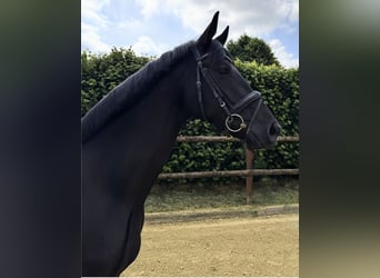 Deutsches Reitpferd, Stute, 3 Jahre, 165 cm, Rappe