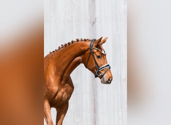 Deutsches Reitpferd, Stute, 3 Jahre, 167 cm, Fuchs