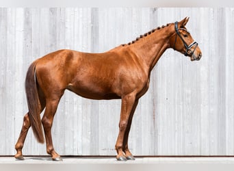 Deutsches Reitpferd, Stute, 3 Jahre, 167 cm, Fuchs