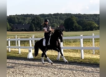 Deutsches Reitpferd, Stute, 3 Jahre, 167 cm, Rappe