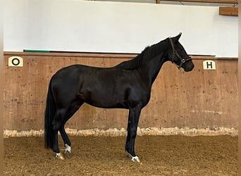 Deutsches Reitpferd, Stute, 3 Jahre, 168 cm, Schwarzbrauner