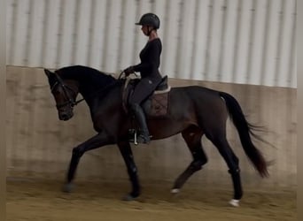 Deutsches Reitpferd, Stute, 3 Jahre, 168 cm, Schwarzbrauner