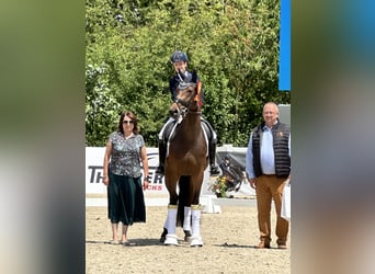 Deutsches Reitpferd, Stute, 3 Jahre, 169 cm, Dunkelbrauner Deutsches Reitpferd, Stute, 3 Jahre, 169 cm, Dunkelbrauner