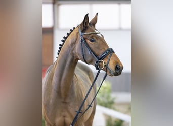 Deutsches Reitpferd, Stute, 3 Jahre, 169 cm, Hellbrauner