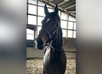 Deutsches Reitpferd, Stute, 3 Jahre, 170 cm, Brauner