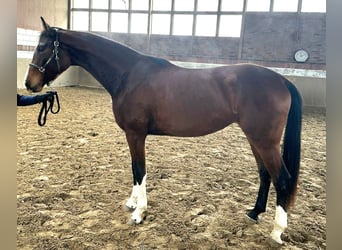Deutsches Reitpferd, Stute, 3 Jahre, 170 cm, Brauner