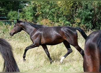 Deutsches Reitpferd, Stute, 3 Jahre, 170 cm, Dunkelbrauner