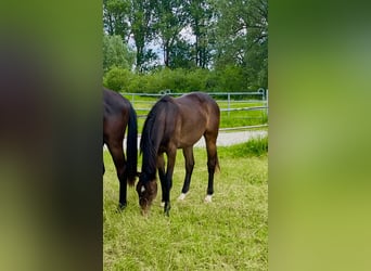 Deutsches Reitpferd, Stute, 3 Jahre, Dunkelbrauner