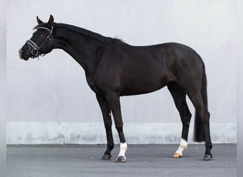 Deutsches Reitpferd, Stute, 4 Jahre, 157 cm, Schwarzbrauner