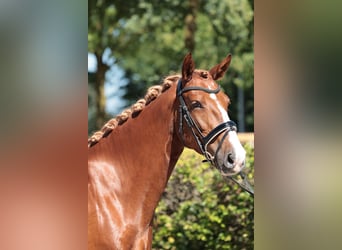 Deutsches Reitpferd, Stute, 4 Jahre, 158 cm, Fuchs