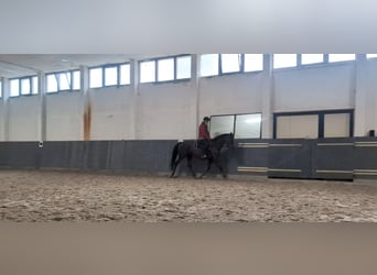 Deutsches Reitpferd, Stute, 4 Jahre, 158 cm, Fuchs