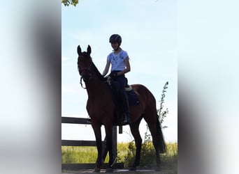 Deutsches Reitpferd, Stute, 4 Jahre, 158 cm, Hellbrauner
