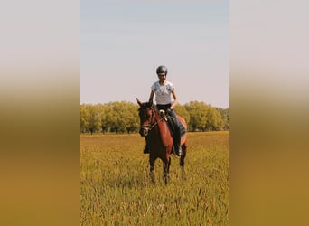 Deutsches Reitpferd, Stute, 4 Jahre, 158 cm, Hellbrauner