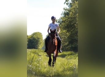 Deutsches Reitpferd, Stute, 4 Jahre, 158 cm, Hellbrauner