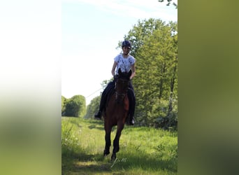 Deutsches Reitpferd, Stute, 4 Jahre, 158 cm, Hellbrauner