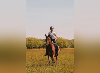 Deutsches Reitpferd, Stute, 4 Jahre, 158 cm, Hellbrauner