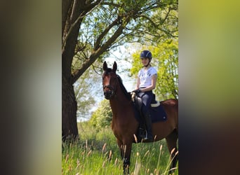 Deutsches Reitpferd, Stute, 4 Jahre, 158 cm, Hellbrauner