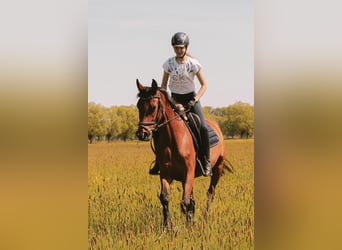 Deutsches Reitpferd, Stute, 4 Jahre, 158 cm, Hellbrauner