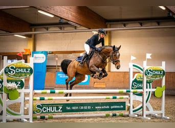 Deutsches Reitpferd, Stute, 4 Jahre, 160 cm, Brauner