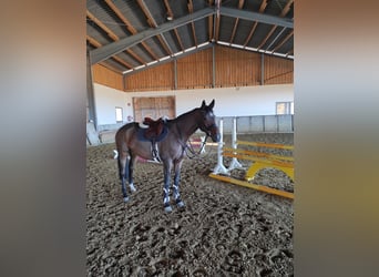 Deutsches Reitpferd, Stute, 4 Jahre, 160 cm, Brauner