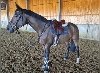 Deutsches Reitpferd, Stute, 4 Jahre, 160 cm, Brauner