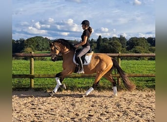 Deutsches Reitpferd, Stute, 4 Jahre, 160 cm, Buckskin