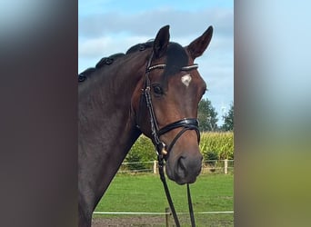 Deutsches Reitpferd, Stute, 4 Jahre, 160 cm, Dunkelbrauner