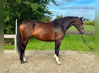 Deutsches Reitpferd, Stute, 4 Jahre, 160 cm, Dunkelbrauner
