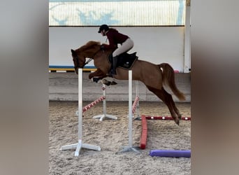 Deutsches Reitpferd, Stute, 4 Jahre, 160 cm, Fuchs