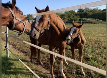 Deutsches Reitpferd, Stute, 4 Jahre, 160 cm, Fuchs