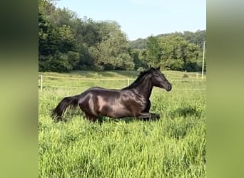 Deutsches Reitpferd, Stute, 4 Jahre, 160 cm, Rappe