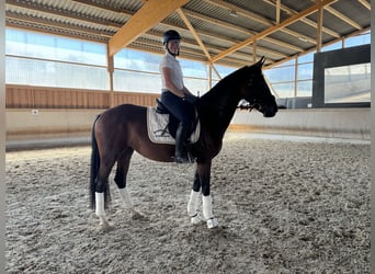 Deutsches Reitpferd, Stute, 4 Jahre, 162 cm, Dunkelbrauner