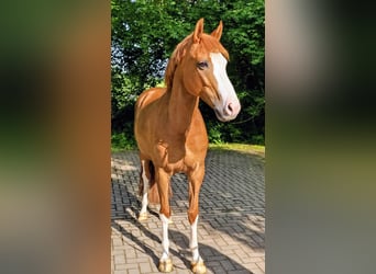Deutsches Reitpferd, Stute, 4 Jahre, 162 cm, Fuchs