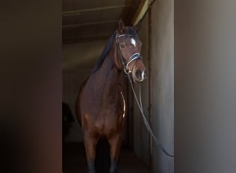 Deutsches Reitpferd, Stute, 4 Jahre, 163 cm, Brauner