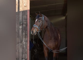 Deutsches Reitpferd, Stute, 4 Jahre, 163 cm, Brauner